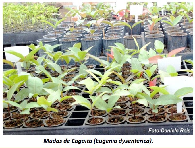 figura 2 plants