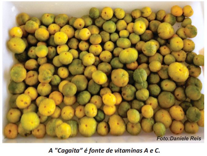 figura 3 plants