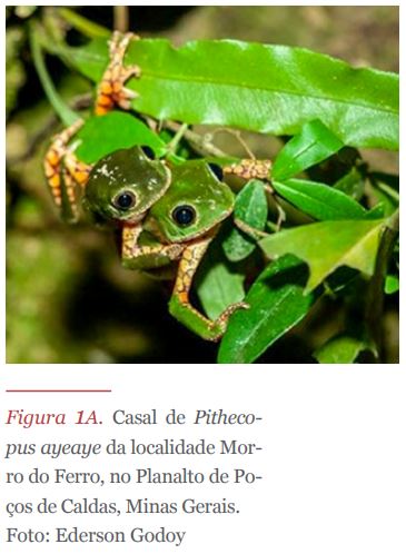 herpetologia 1