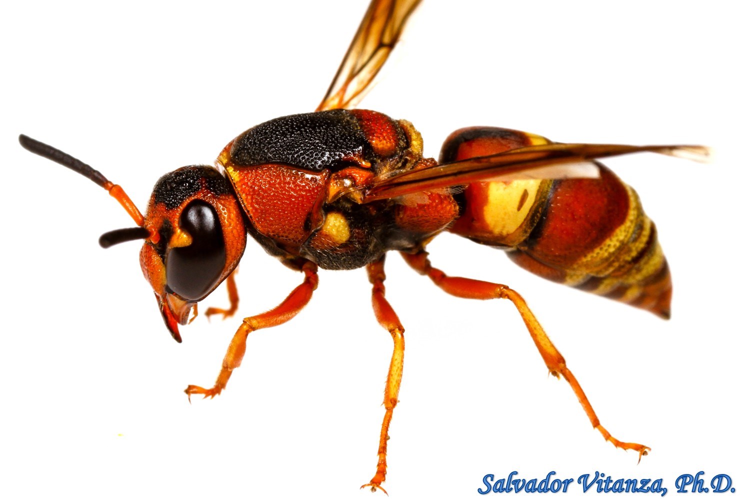 Hymenoptera Vespidae Euodynerus hidalgo Potter and Mason Wasps B 1